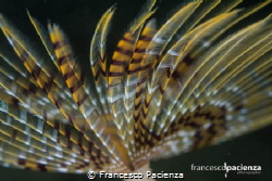 Feather. by Francesco Pacienza 